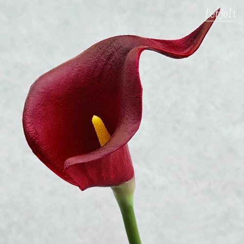 Letjolt Artificial Calla Lily Flowers 12Pcs, Dark Red - Image 7