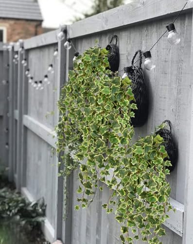 Hollyone Artificial Hanging Plants 35.4" Fake Ivy Vine Faux Ivy Leaves Fire and UV Resistant Hanging Plant Wall Greenery for House Room Patio Indoor Outdoor Home Shelf Office Wedding Decor - Image 6