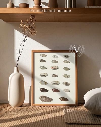Retro Seashells Wall Art Cute Summer Art Print Vintage Larousse Illustration, Sea Life Wall Decor, Housewarming Gift, Sea Star, Shell Poster Trendy Beach House Decor, Coastal Wall Art(UNFRAMED 8x10in) - Image 2