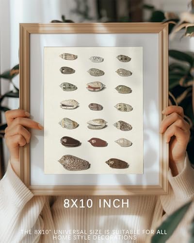 Retro Seashells Wall Art Cute Summer Art Print Vintage Larousse Illustration, Sea Life Wall Decor, Housewarming Gift, Sea Star, Shell Poster Trendy Beach House Decor, Coastal Wall Art(UNFRAMED 8x10in) - Image 4