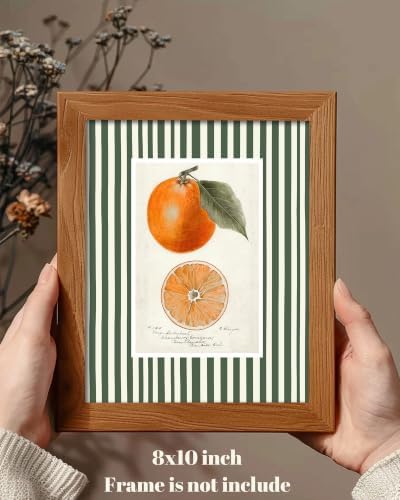 ZBJLLK Vintage Orange Botanical Illustration Canvas Wall Art, Fruit Kitchen Print, Rustic Farmhouse Green Stripe Background Citrus Fruit Artwork for Kitchen Dining Room Home Decor, 8x10 Inch Unframed - Image 2
