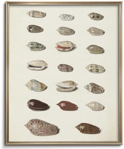 Retro Seashells Wall Art Cute Summer Art Print Vintage Larousse Illustration, Sea Life Wall Decor, Housewarming Gift, Sea Star, Shell Poster Trendy Beach House Decor, Coastal Wall Art(UNFRAMED 8x10in) by VodefoadVintageWallArt