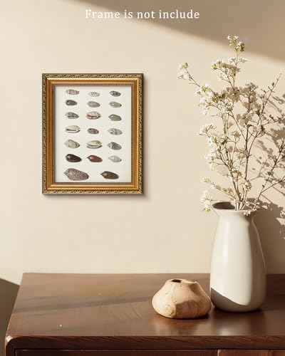 Retro Seashells Wall Art Cute Summer Art Print Vintage Larousse Illustration, Sea Life Wall Decor, Housewarming Gift, Sea Star, Shell Poster Trendy Beach House Decor, Coastal Wall Art(UNFRAMED 8x10in) - Image 5