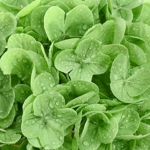 6Pcs Real Touch Hydrangea Artificial Flowers, 21" Fake Flowers, Mixed Green - Image 4