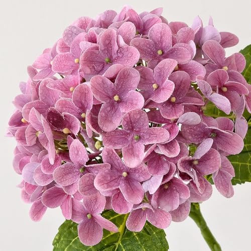 ZYTUYO 4Pcs 20" Real Touch Hydrangea Artificial Flowers Dark Pink Lifelike Fake Latex Hydrangeas for Baby Shower Party Wedding Flower Arrangement Indoor Home Office Xmas Table Decoration - Image 3