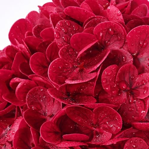 Yastouay 4 Pcs Real Touch Hydrangea Artificial Flowers, Deep Red - Image 2