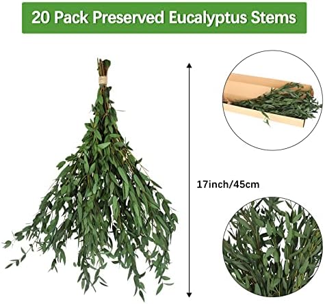 Real Eucalyptus Stems Greenery Decor 20PCS 17" Dried Willow Eucalyptus Plant Preserved Greenery Stems for Home Vase Filler Wedding Flowers Arrangement Spring Decorations - Image 5