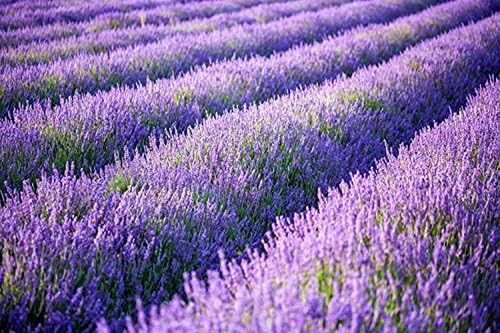 Artificial Lavender Flowers Bouquet in Purple, Fake Plants Christmas Decorations Ornaments for Home Decor Wedding Garden Office Patio Decoration Party Arrangement Outdoor Indoor - 8 pcs - Image 6